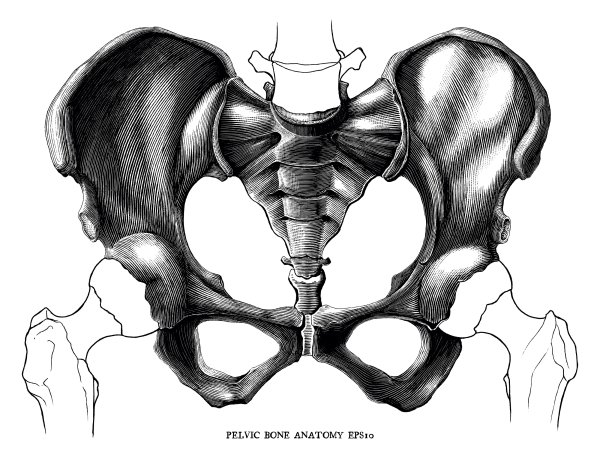 Тазовая кость схематически
