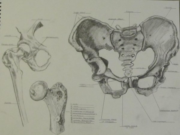 Схема костей таза