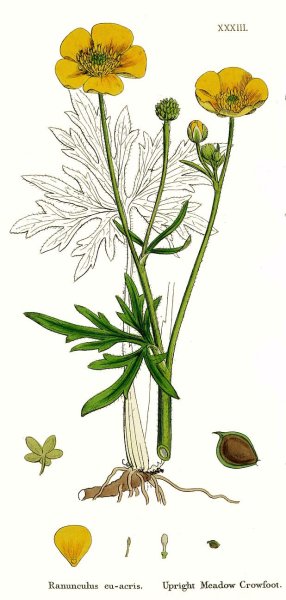 Ranunculus Acris Лютик едкий