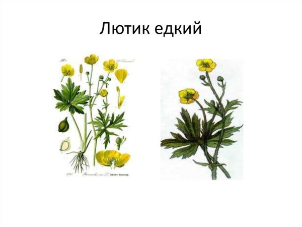 Лютик едкий ГФ