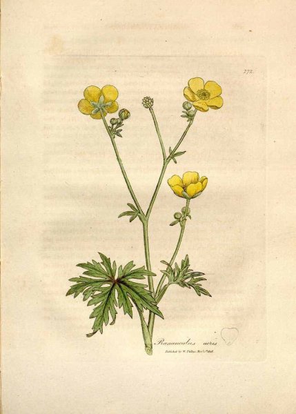 Лютик едкий ботаника