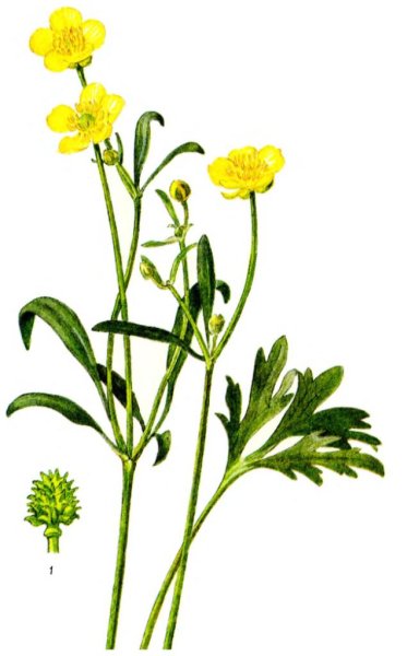 Лютик едкий