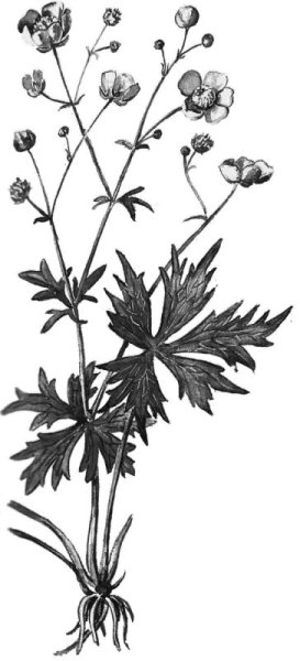 Лютик едкий цветоложе