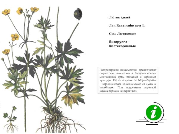 Лютик едкий кистекорневой