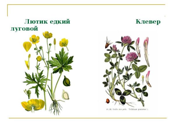 Лютик едкий (Ranúnculus Ácris