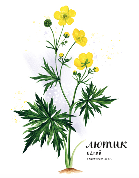 Лютик ползучий Ботаническая