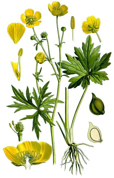 Лютик едкий листья