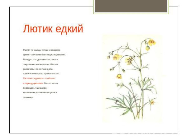 Андроцей Лютика