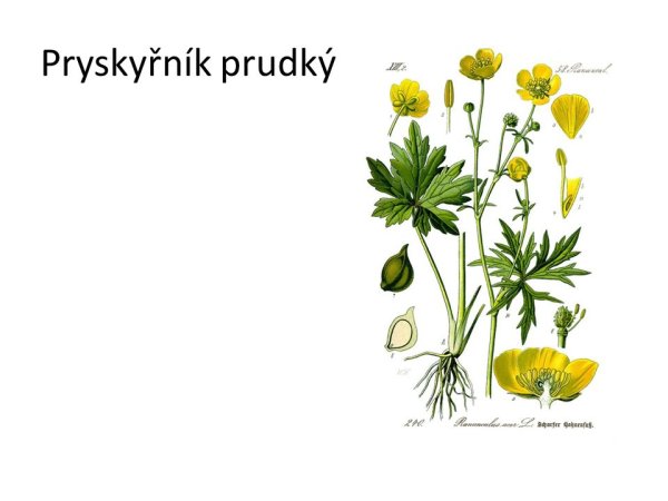 Лютик едкий формула цветка