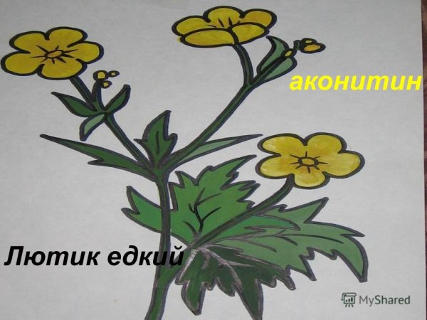 Лютик едкий