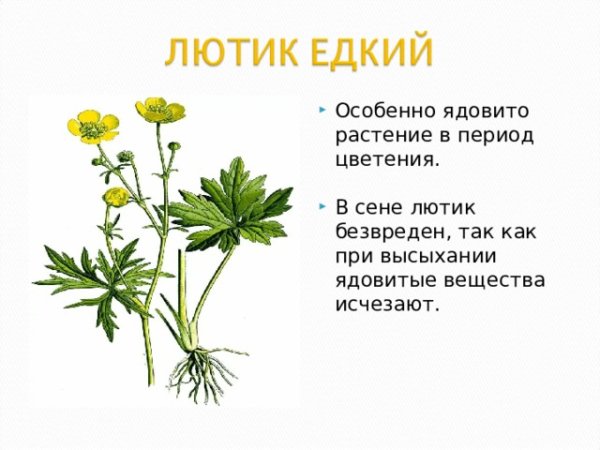 Лютик едкий (Ranúnculus Ácris
