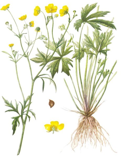 Морфологический критерий