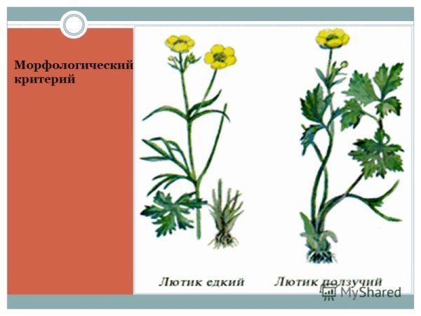 Лютик едкий Луговой