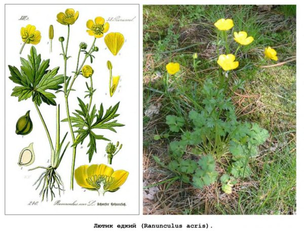 Систематика Лютика едкого