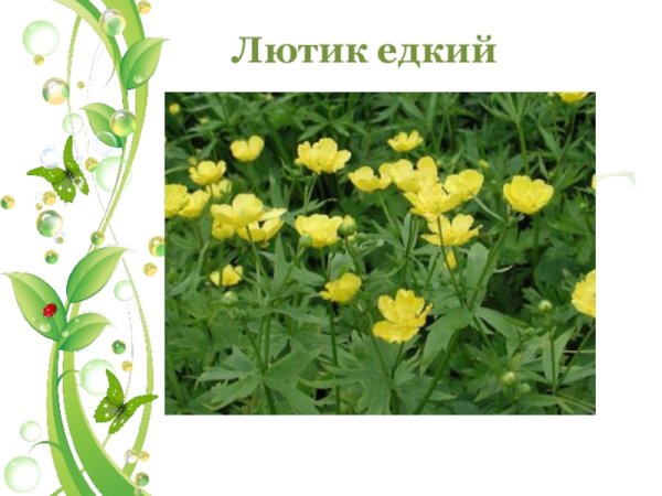 Лютик едкий Ranúnculus Ácris l.