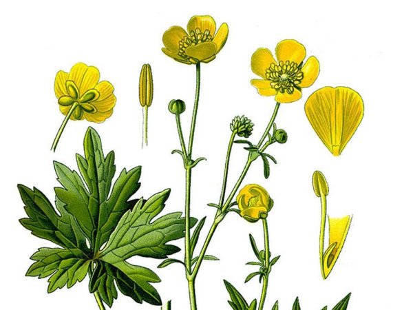 Лютик едкий нарисовать