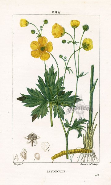 Лютик ползучий Ботаническая