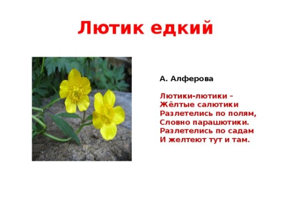 Лютик ядовитый