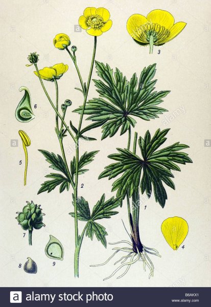 Лютик едкий