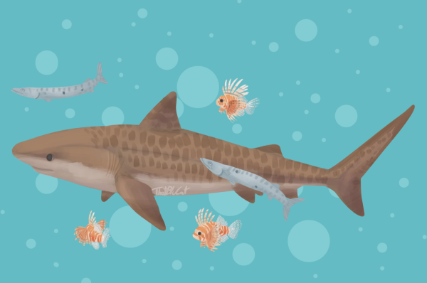 Тигровая акула рисунок