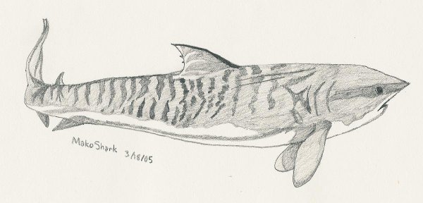 Тигровая акула карандашом