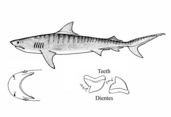 Тигровая акула рисунок
