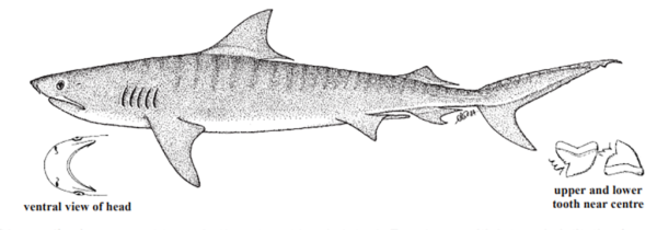 Тигровая акула рисунок