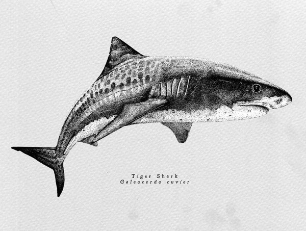 Нарисовать тигровую акулу
