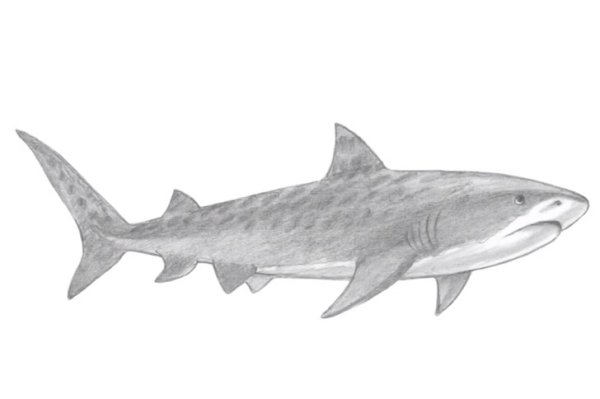 Арт Тайгер Шарк