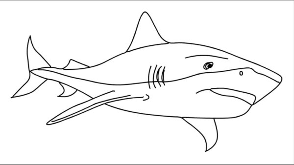 Раскраска тигровой акулы