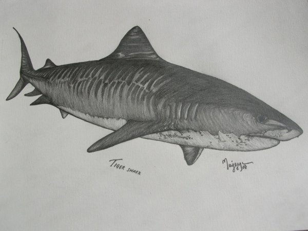 Песчаная акула арт