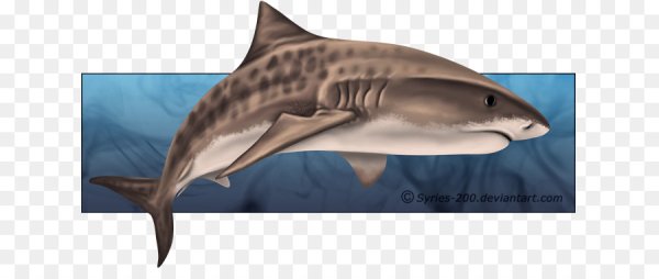 Тигровая акула раскраска