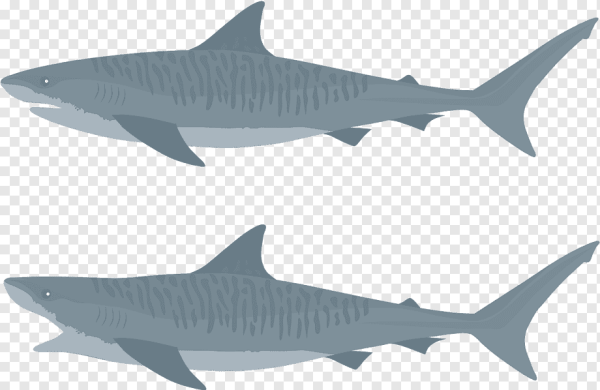 Тигровая акула арт