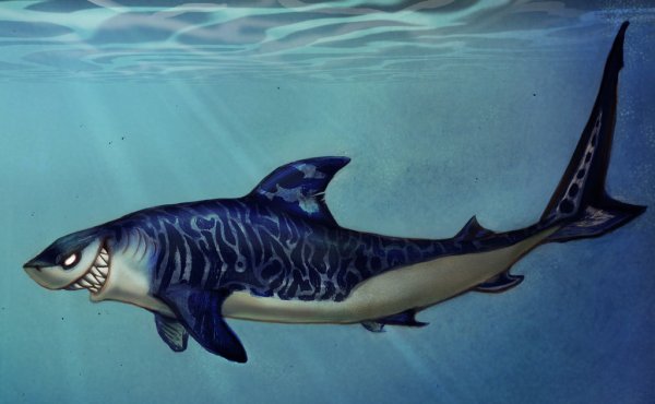 Акула раскраска