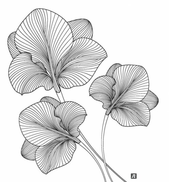 Цветы Графика