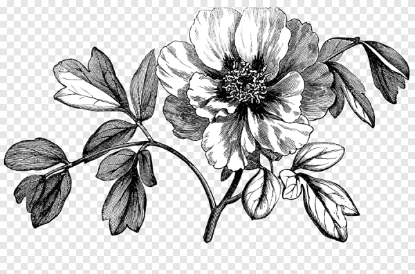 Цветы Графика