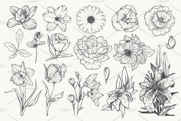 Цветы набросок