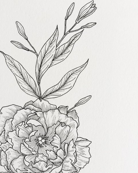 Пионы графичные