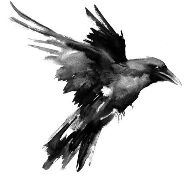 Ворона Графика