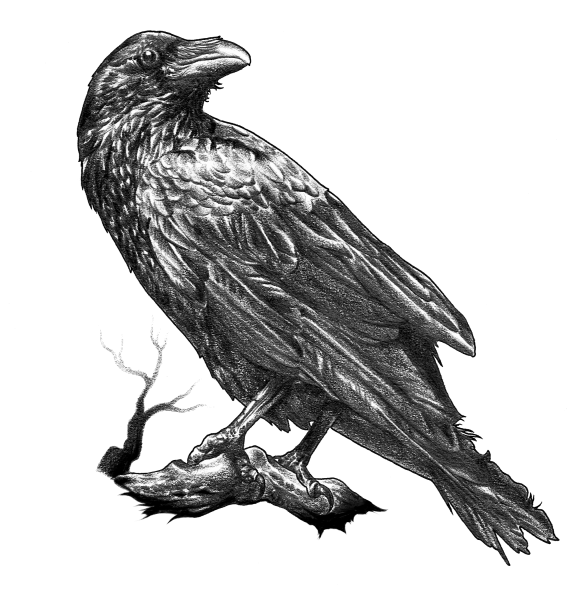 Ворона Графика