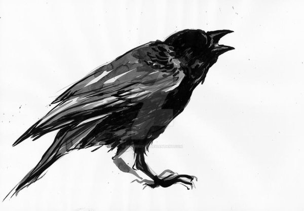 Ворон обыкновенный