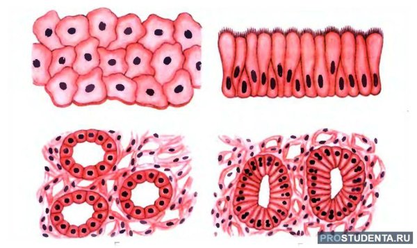 Строение эпителиальной ткани анатомия