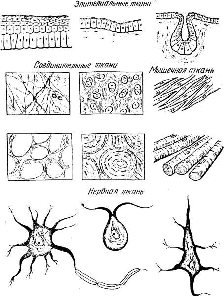 Виды тканей человека анатомия