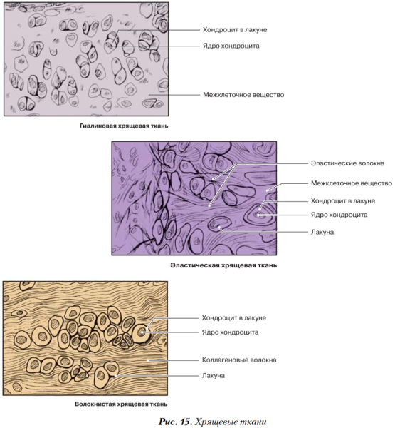 Хрящевая ткань строение ткани