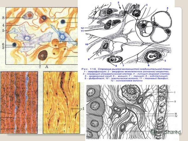 Волокна рыхлой волокнистой соединительной ткани