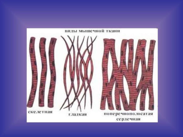 Ткани анатомия человека