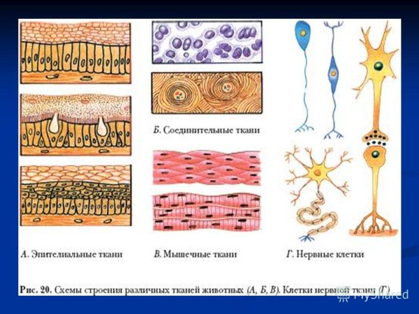 Строение тканей биология 8 класс