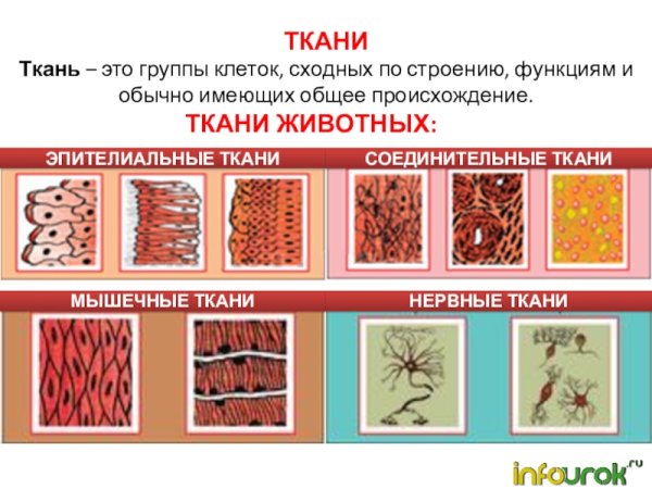 Ткани животных строение и функции