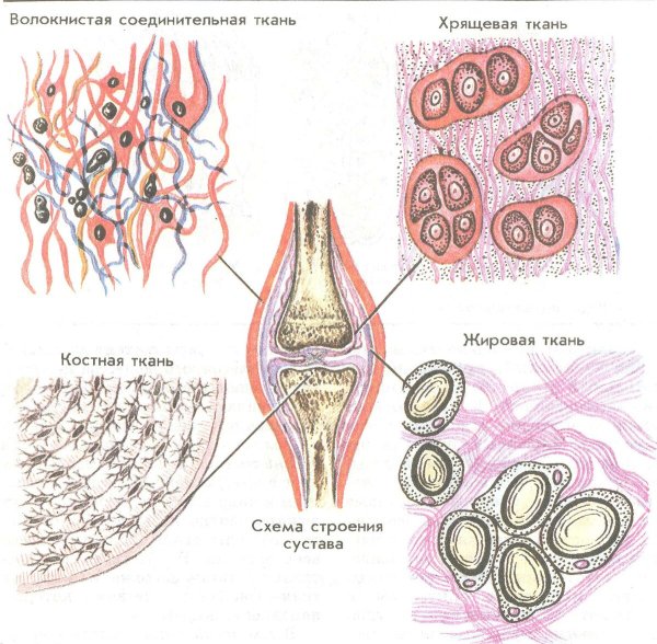 Схема строения соединительной ткани