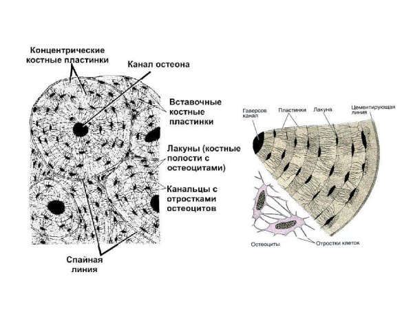 Пластинчатая костная ткань схема